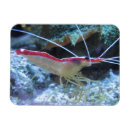 Recherche de crevette magnets Langouste