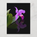 Recherche de orchidée noire cartes postales Violet