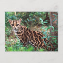 Recherche de margay David northcott