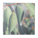 Recherche de eucalyptus carreaux Nature