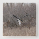 Recherche de printemps horloges Photographie de la nature