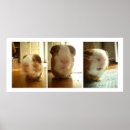 Recherche de cavy posters Porc