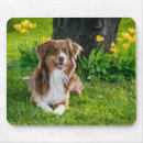 Recherche de carte tapis souris Animal