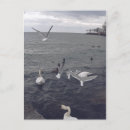 Recherche de mouette en vol cartes postales Animaux