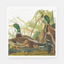 Recherche de audubon de jame de john Oiseaux