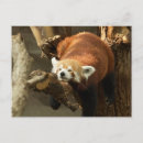 Recherche de panda rouge cartes postales Animal sauvage