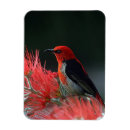 Recherche de oiseaux exotiques magnets Rouge