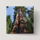 Recherche de séquoia badges Californie