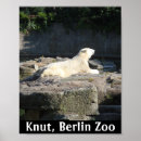 Recherche de ours berlin Polaire