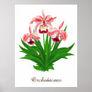 Recherche de vintage orchidee posters Illustration botanique