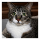 Recherche de chat tigré posters Minou