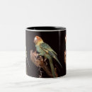 Recherche de perruche tasses Oiseaux