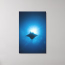 Recherche de manta posters Faune