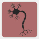 Recherche de neurones autocollants Biologie