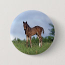 Recherche de poulain badges Pur sang