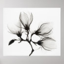 Recherche de vintage magnolia posters Fleurs de magnolia