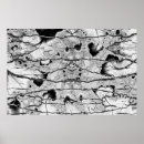 Recherche de fossile posters Moderne