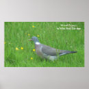 Recherche de pigeons posters Oiseau