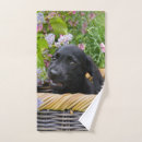 Recherche de black labradors bain serviettes Chiot