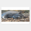 Recherche de chat gris et blanc autocollants Chatte