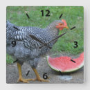Recherche de volaille horloges Ferme