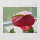 Recherche de fleurs exotiques cartes postales Toute personne