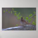 Recherche de perche posters Oiseaux
