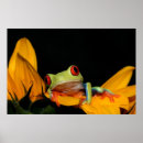 Recherche de frog posters Amphibian