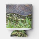 Recherche de coquille de tortue Animal