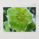 Recherche de hellebore posters Vert