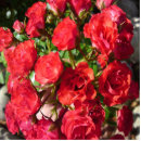 Recherche de rose photo sculptures Rouge