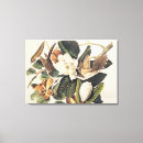 Recherche de coucou art Audubon