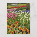 Recherche de jardin de keukenhof cartes postales Fleur