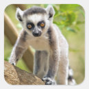 Recherche de lemur autocollants Bébé
