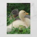 Recherche de de cannette cartes postales Jaune