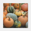 Recherche de courge magnets Citrouille