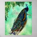 Recherche de bird nature posters Peacock