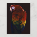 Recherche de perroquet bleu cartes postales Rouge