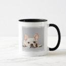 Recherche de chien de taureau tasses Animaux domestiques