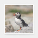 Recherche de macareux serviettes Faune