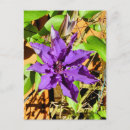 Recherche de clematis cartes postales Floral