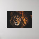 Recherche de lion photographie Amour