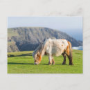 Recherche de les îles shetland cartes postales Ferme