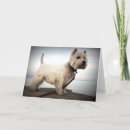 Recherche de terrier des montagnes occidental vœux cartes Photographie