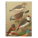 Recherche de oiseaux chanteurs Branche d'arbre
