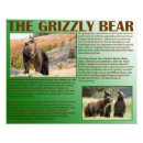 Recherche de ours brun posters Faune
