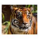 Recherche de grands yeux posters Chat