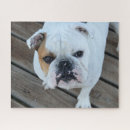 Recherche de le bouledogue puzzles Animal de compagnie