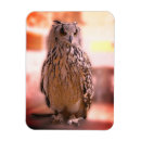 Recherche de aigle photographie Chouette