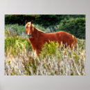 Recherche de corolle posters Obx